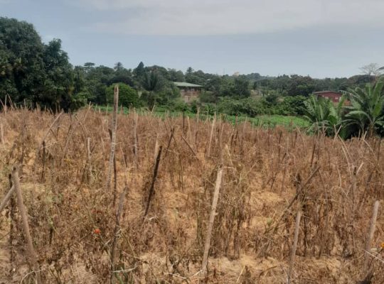 Terrain de 8000m2 avec Titre foncier Okala
