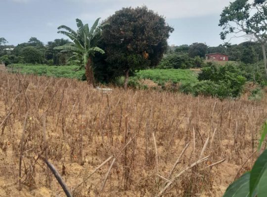 Terrain de 8000m2 avec Titre foncier Okala