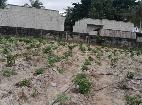 Terrain de 4700m2 à Okala Mikolongo