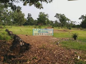 3 Hectares à Angondje