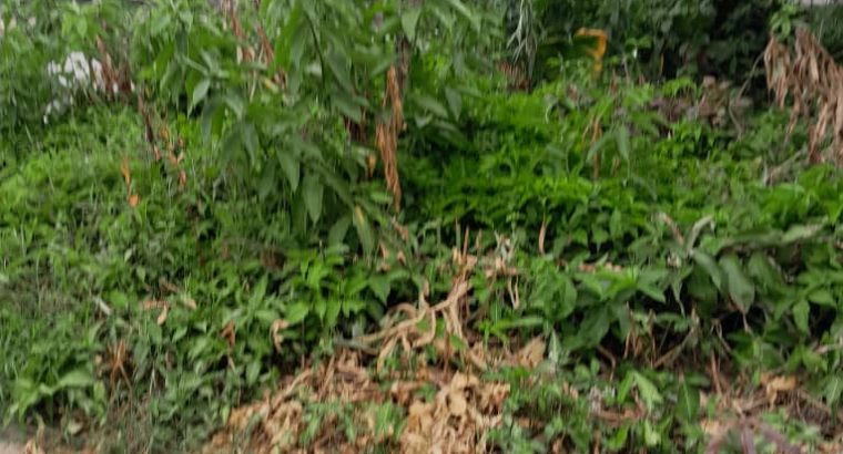 Terrain de 4700m2 à Okala Mikolongo