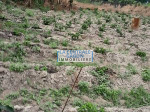Terrain de 4700m2 à Okala Mikolongo