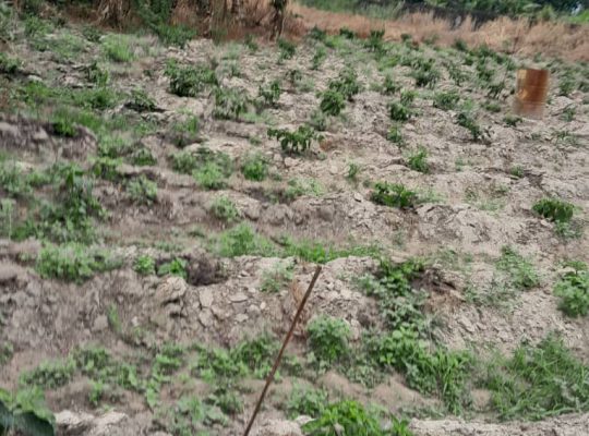 Terrain de 4700m2 à Okala Mikolongo