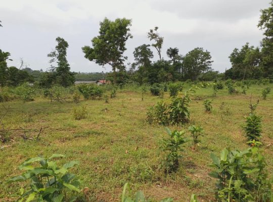 5000m2 à Angondje village