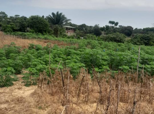 Terrain de 8000m2 avec Titre foncier Okala