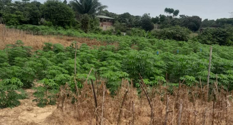 Terrain de 8000m2 avec Titre foncier Okala