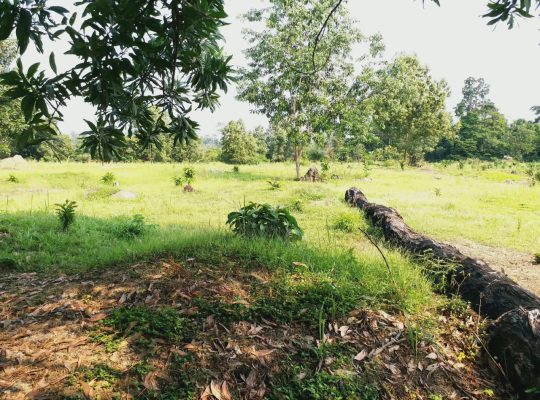 3 Hectares à Angondje