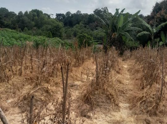 Terrain de 8000m2 avec Titre foncier Okala