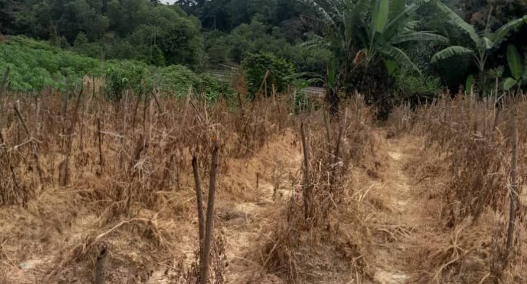 Terrain de 8000m2 avec Titre foncier Okala