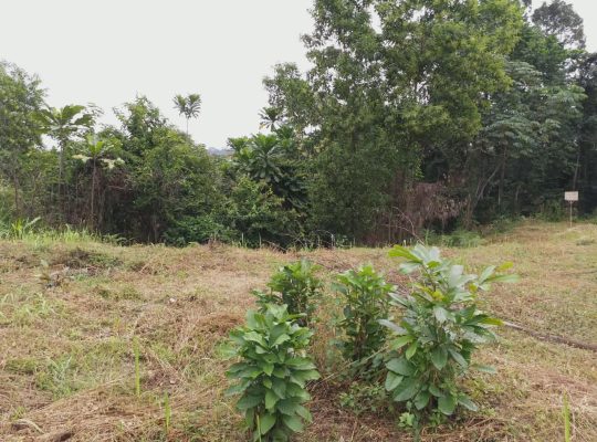 5000m2 à Angondje village